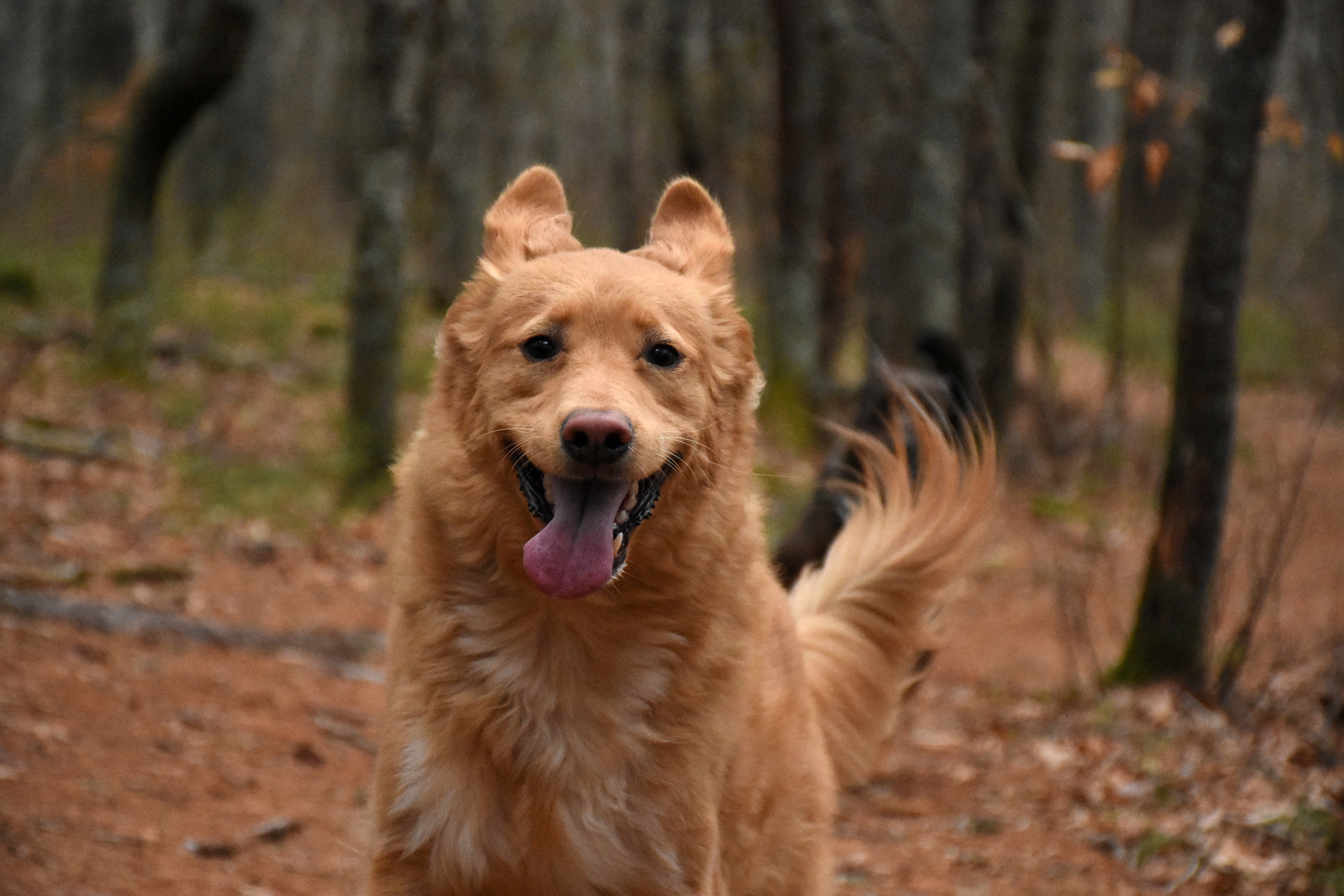retriever-dog-with-his-ears-up